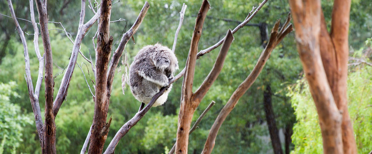 A Koala bear I shot during my stay in Melbourne