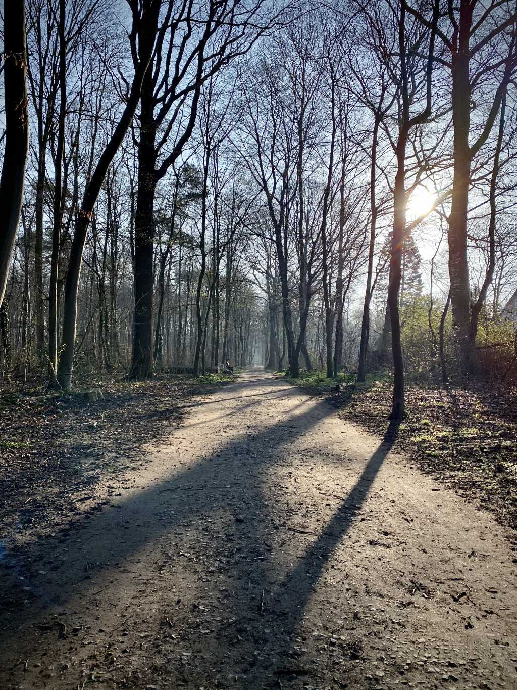 Photo of a path in our forest on a sunny spring day