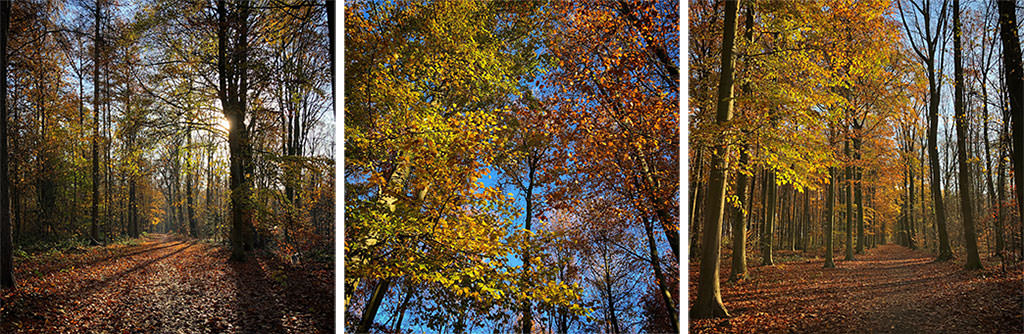 3 small photos showing the forest in which I live with colourful leaves as it is Autumn